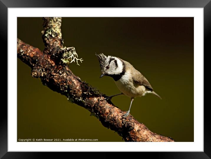 Crested tit in sunlight with a dark background Framed Mounted Print by Keith Bowser