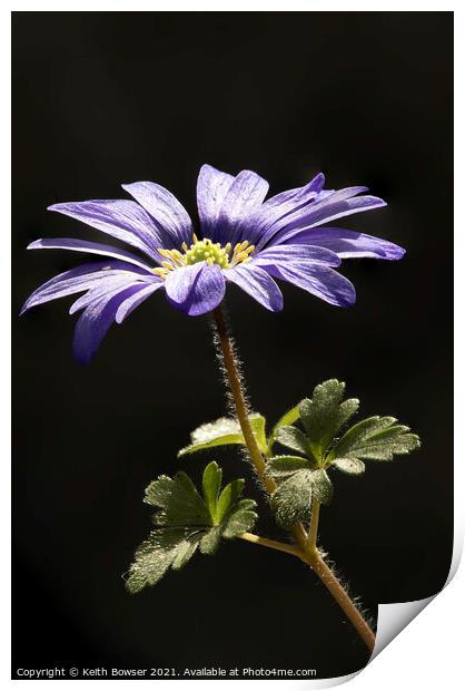 Blue Anemone Blanda in close up Print by Keith Bowser