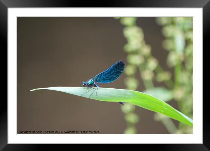 Azure Damselfly  Framed Mounted Print by Arion Espinola