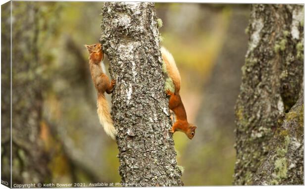 Red squirrels running round an old tree Canvas Print by Keith Bowser