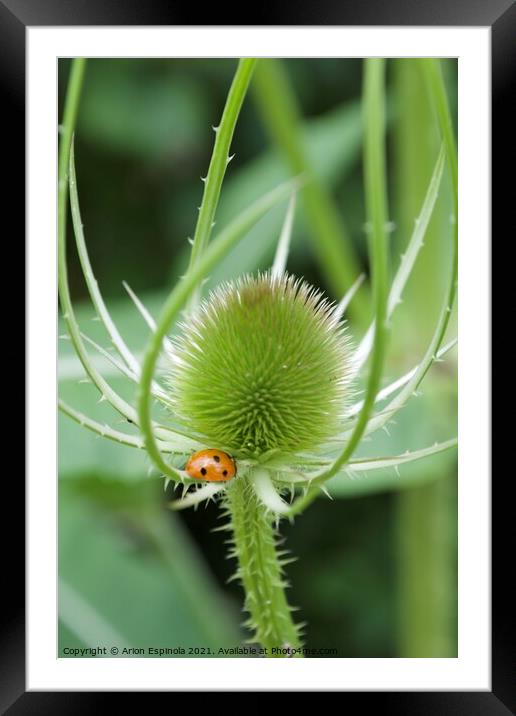 Wild Teasel Framed Mounted Print by Arion Espinola