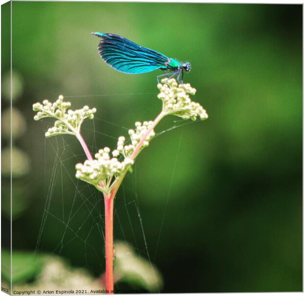 A close up of a Azure Damselfly on the plant  Canvas Print by Arion Espinola