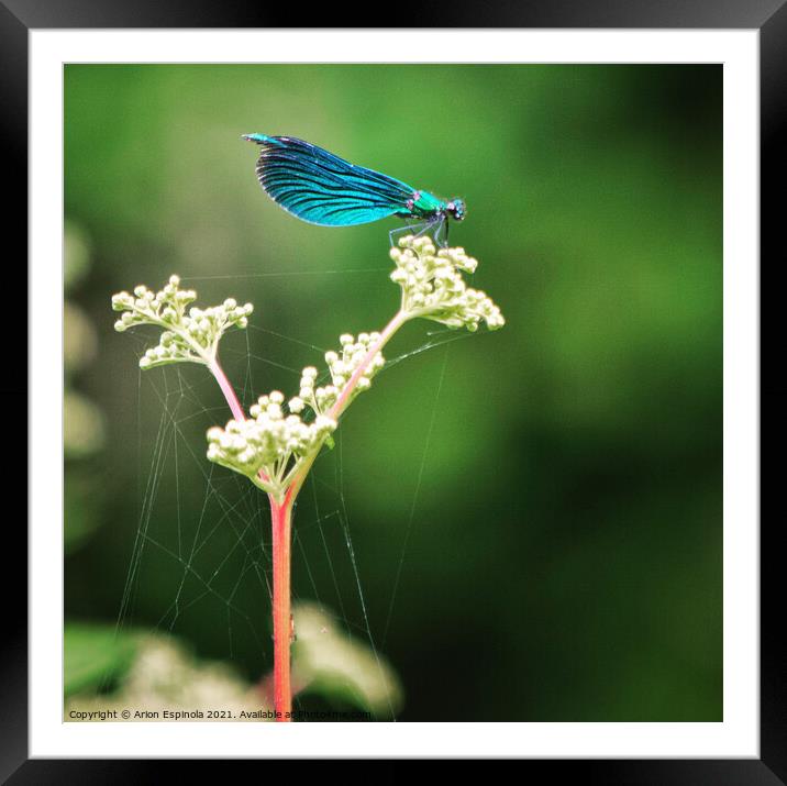 A close up of a Azure Damselfly on the plant  Framed Mounted Print by Arion Espinola