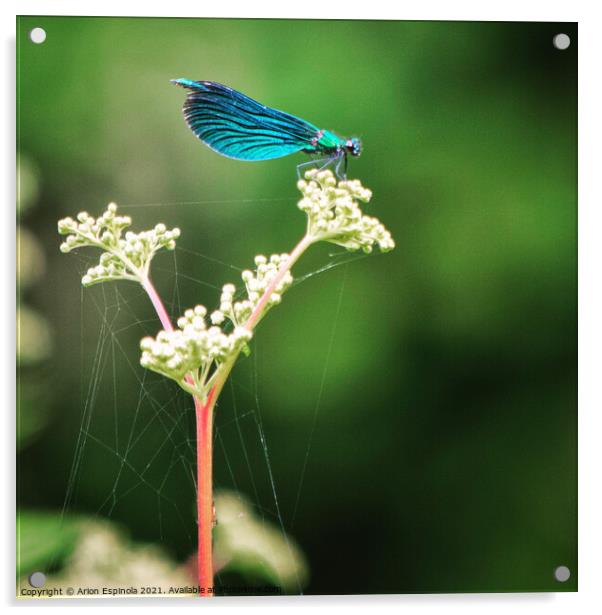 A close up of a Azure Damselfly on the plant  Acrylic by Arion Espinola