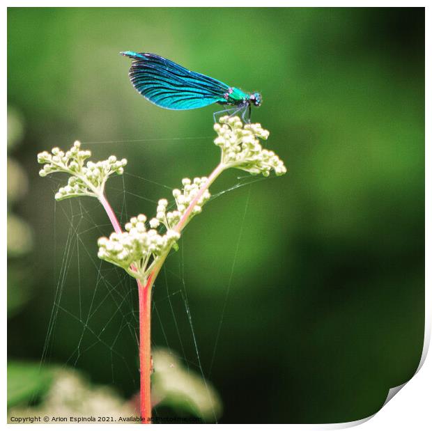 A close up of a Azure Damselfly on the plant  Print by Arion Espinola