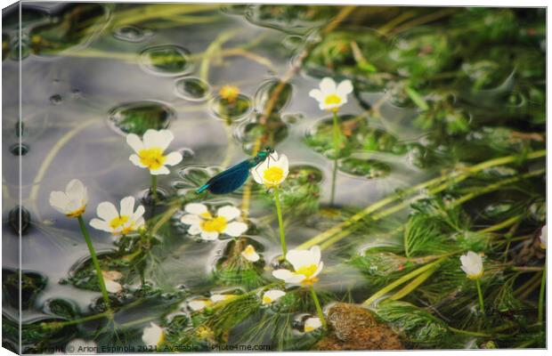 Damselfly on the river flower  Canvas Print by Arion Espinola
