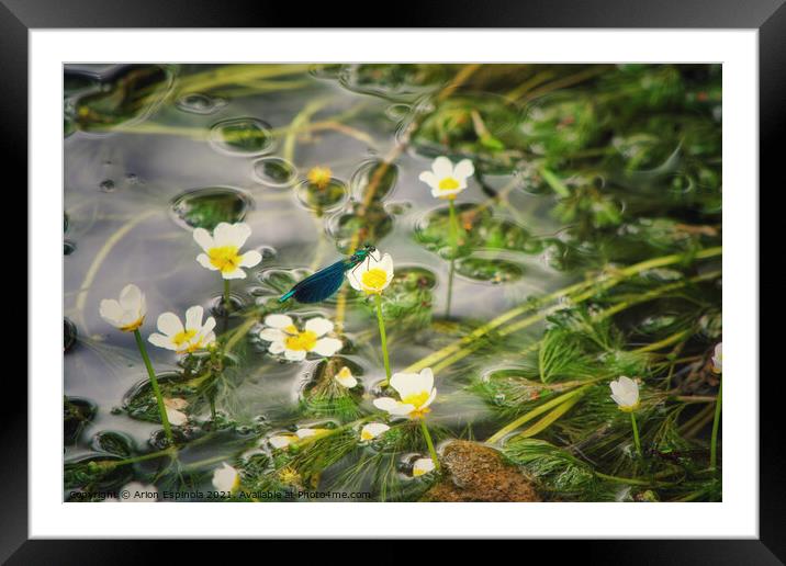 Damselfly on the river flower  Framed Mounted Print by Arion Espinola