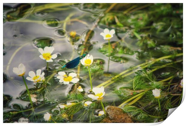 Damselfly on the river flower  Print by Arion Espinola