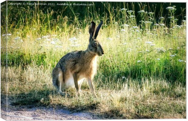 Brown Hare, Lepus europaeus Sitting in Grass Canvas Print by Taina Sohlman