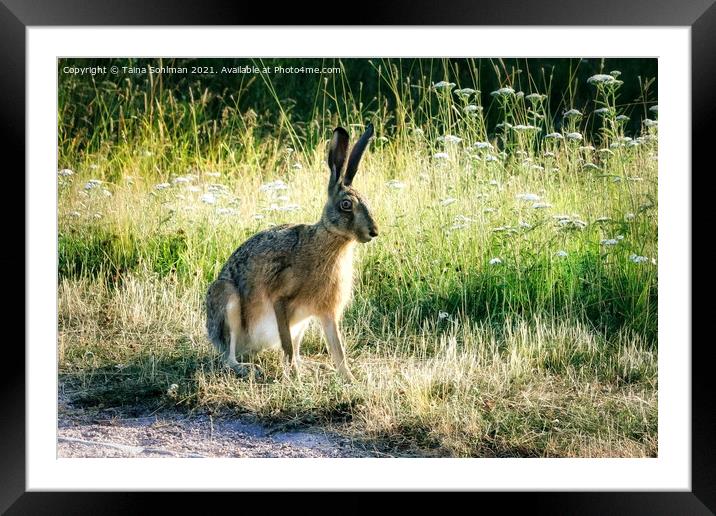 Brown Hare, Lepus europaeus Sitting in Grass Framed Mounted Print by Taina Sohlman