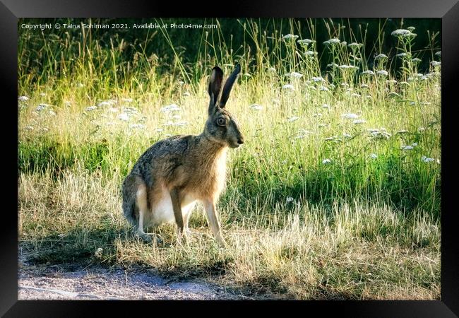 Brown Hare, Lepus europaeus Sitting in Grass Framed Print by Taina Sohlman