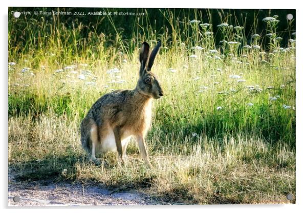 Brown Hare, Lepus europaeus Sitting in Grass Acrylic by Taina Sohlman