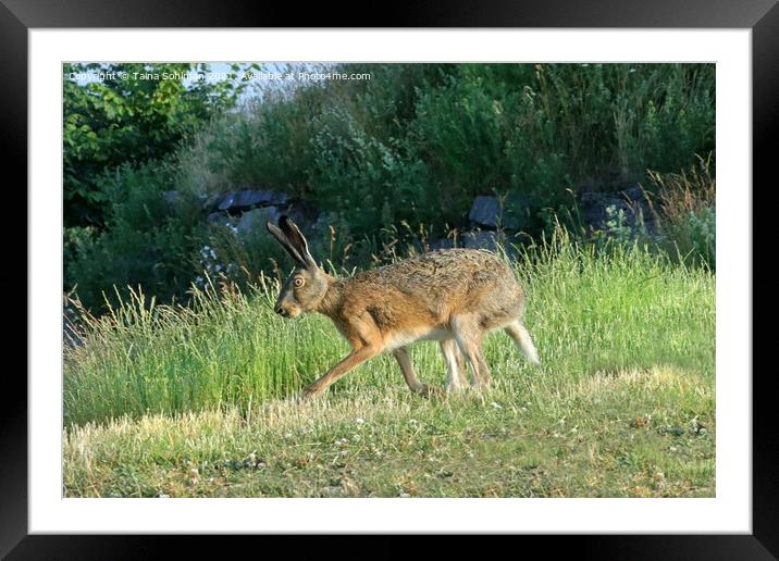 Brown Hare, Lepus europaeus in the Summer Framed Mounted Print by Taina Sohlman