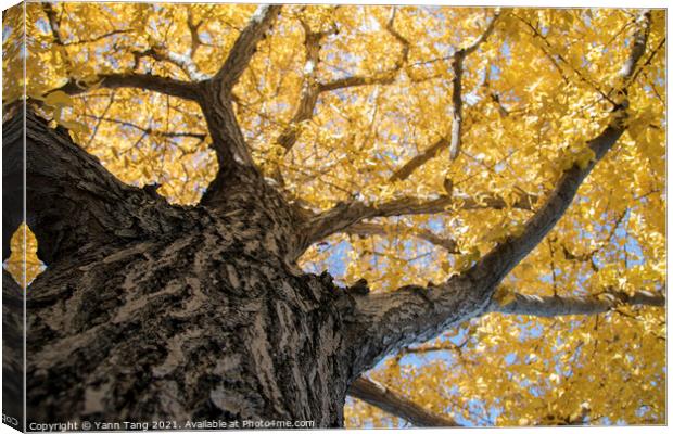 Beautiful yellow ginkgo biloba tree leaf in autumn season Canvas Print by Yann Tang