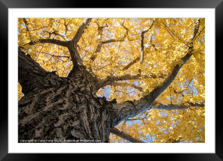 Beautiful yellow ginkgo biloba tree leaf in autumn season Framed Mounted Print by Yann Tang