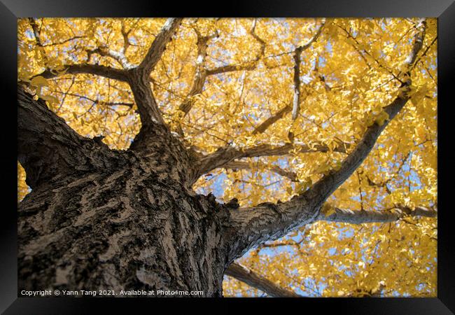 Beautiful yellow ginkgo biloba tree leaf in autumn season Framed Print by Yann Tang
