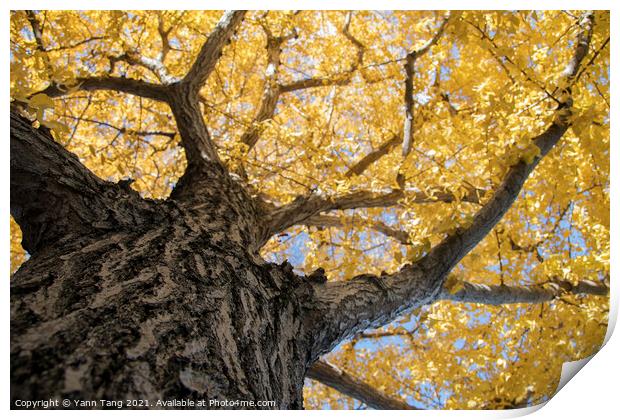 Beautiful yellow ginkgo biloba tree leaf in autumn season Print by Yann Tang