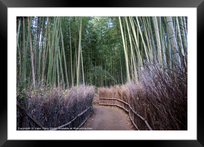 Arashiyama Bamboo Forest famous place in Kyoto Framed Mounted Print by Yann Tang