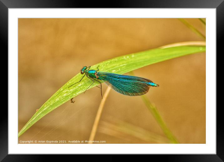 Gorgeous Damselfly on a leaf  Framed Mounted Print by Arion Espinola