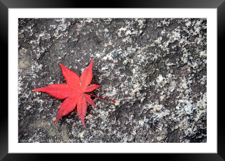 Japanese fallen red maple leaves on stone surface Framed Mounted Print by Yann Tang