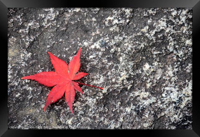 Japanese fallen red maple leaves on stone surface Framed Print by Yann Tang