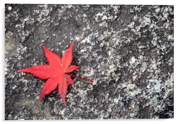 Japanese fallen red maple leaves on stone surface Acrylic by Yann Tang