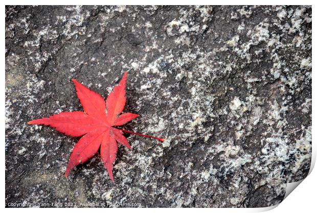Japanese fallen red maple leaves on stone surface Print by Yann Tang