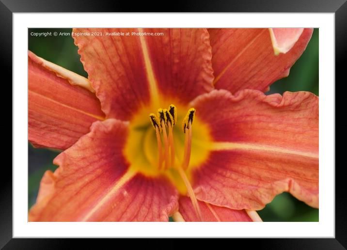 Nature beauty  Framed Mounted Print by Arion Espinola