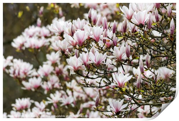 White flowers of blooming magnolia tree Print by Marcin Rogozinski