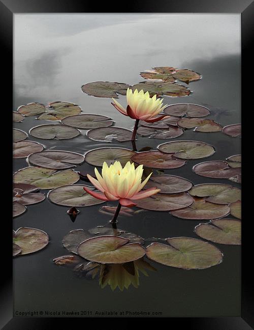 Yellow Water Lily Framed Print by Nicola Hawkes