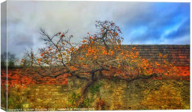 Old tree Canvas Print by Arion Espinola