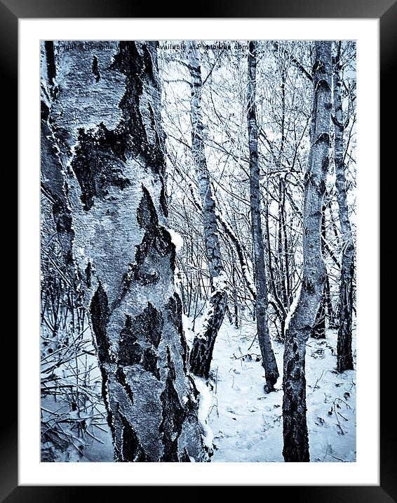 Snowy Silvery Birch Framed Mounted Print by Christine Johnson