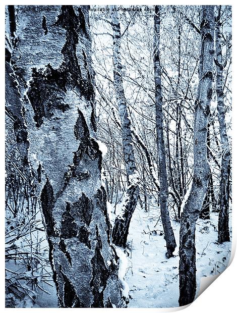 Snowy Silvery Birch Print by Christine Johnson
