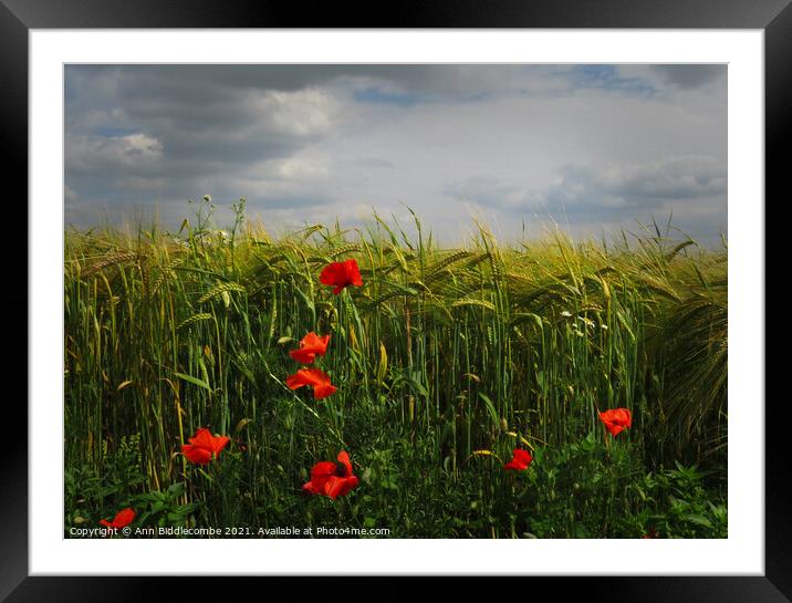 Poppies in the Barley Field Framed Mounted Print by Ann Biddlecombe
