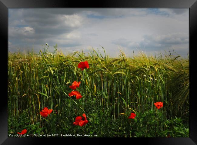 Poppies in the Barley Field Framed Print by Ann Biddlecombe