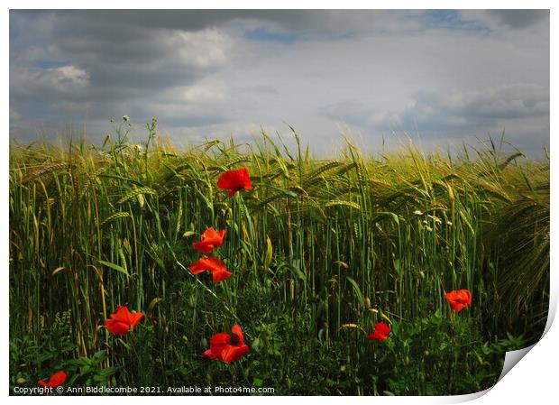 Poppies in the Barley Field Print by Ann Biddlecombe