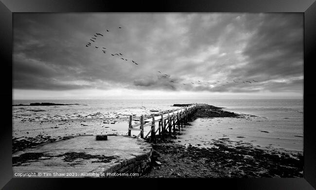 Culross Pier in Black & White Framed Print by Tim Shaw