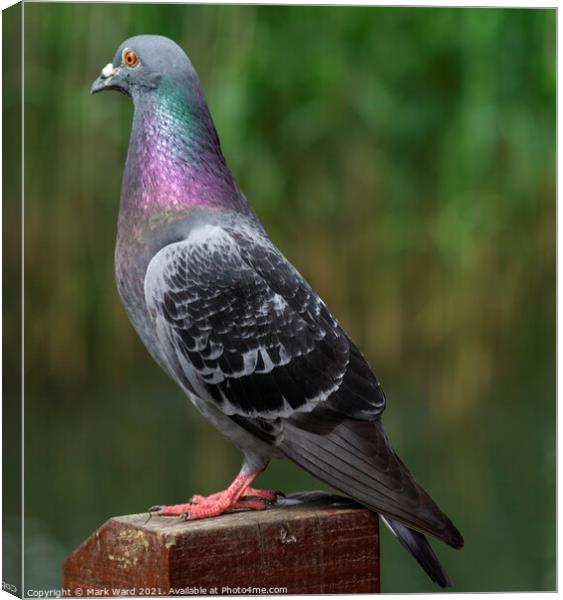 Pigeon in Pose. Canvas Print by Mark Ward