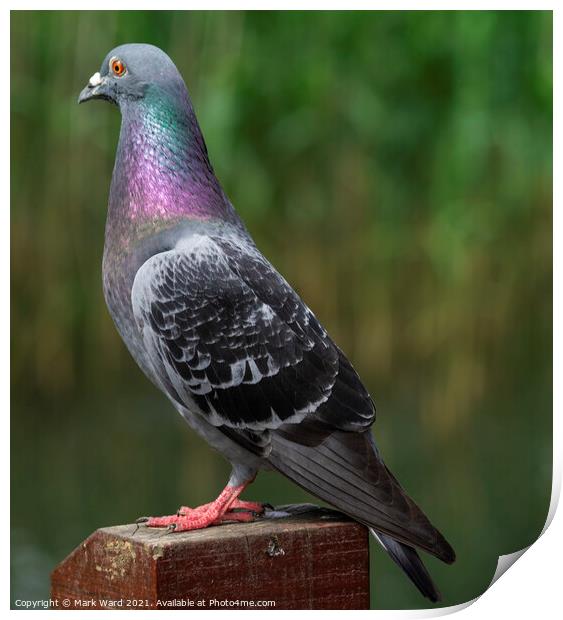 Pigeon in Pose. Print by Mark Ward