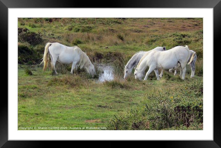 White horses on the moors drinking from small lake Framed Mounted Print by Sharon Cocking