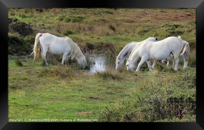 White horses on the moors drinking from small lake Framed Print by Sharon Cocking