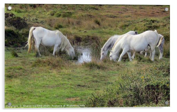 White horses on the moors drinking from small lake Acrylic by Sharon Cocking