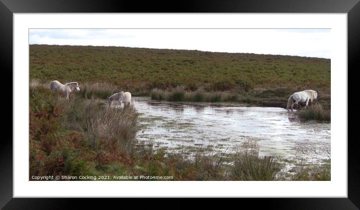 3 white horses walking through a lake and drinking  Framed Mounted Print by Sharon Cocking