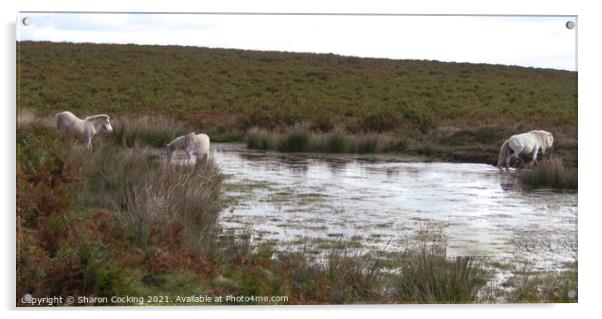 3 white horses walking through a lake and drinking  Acrylic by Sharon Cocking