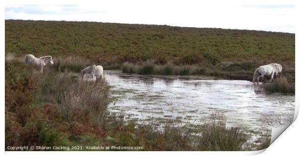 3 white horses walking through a lake and drinking  Print by Sharon Cocking