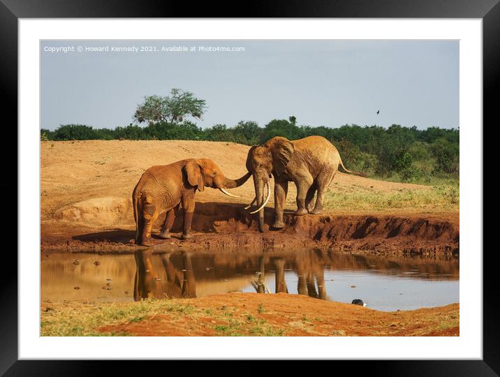 Elephant greeting Framed Mounted Print by Howard Kennedy