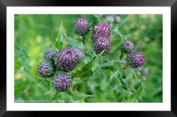 Thistle Buds  Framed Mounted Print by Antoinette B