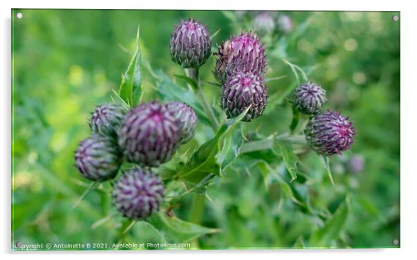 Thistle Buds  Acrylic by Antoinette B