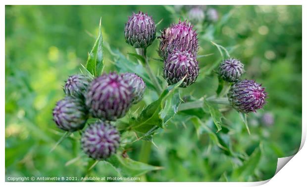 Thistle Buds  Print by Antoinette B