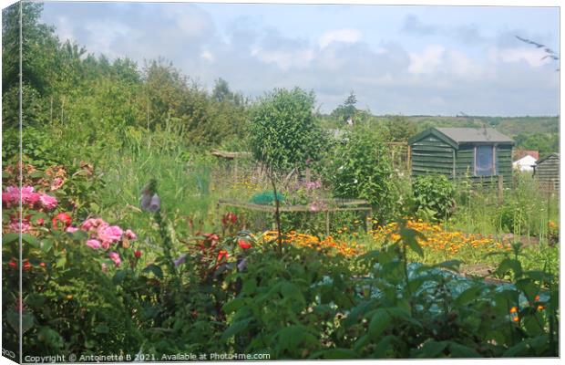 Summer's day at the allotment Canvas Print by Antoinette B